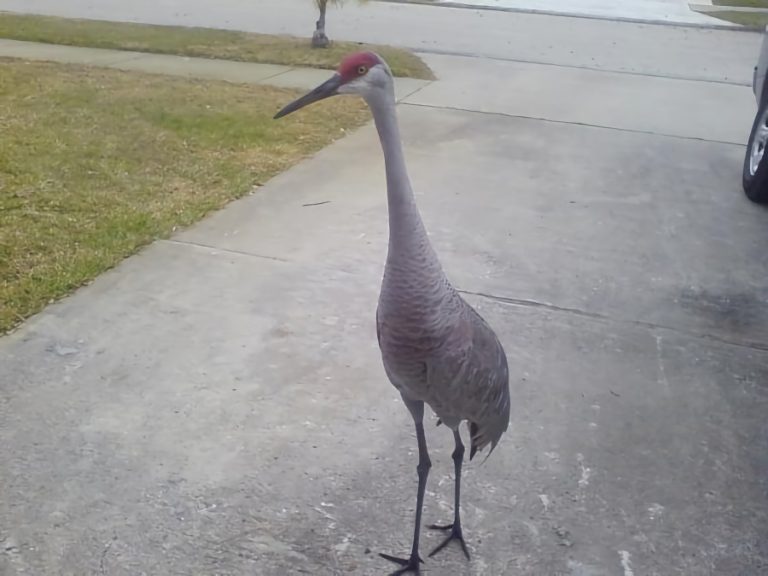Fawn Ridge - Sandhill Crane!