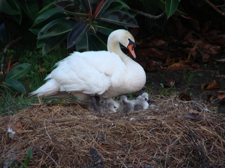 Six Mile Creek Viera East